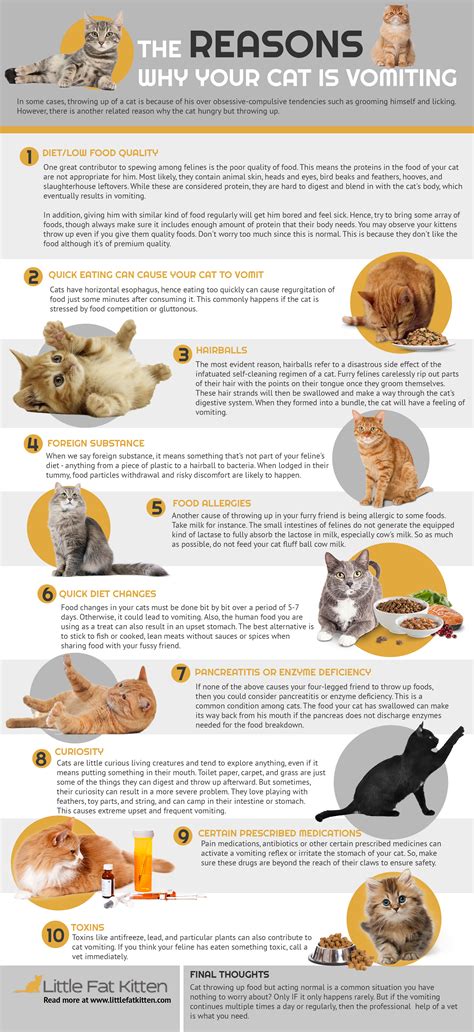 It can be because your cat doesn't like the food even if it is of optimum quality. How To Clean Up Cat Vomit From Carpet - Carpet Vidalondon