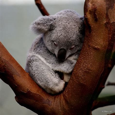 Pin On Koala~