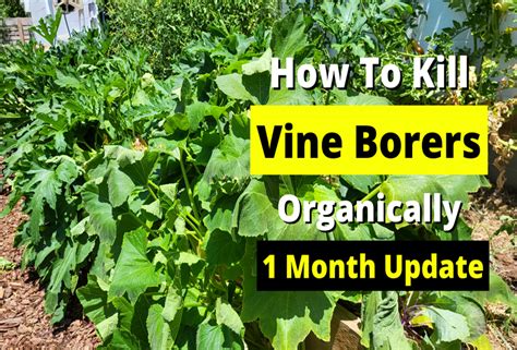 How To Kill Vine Borers Organically 1 Month Update Video Rbsc
