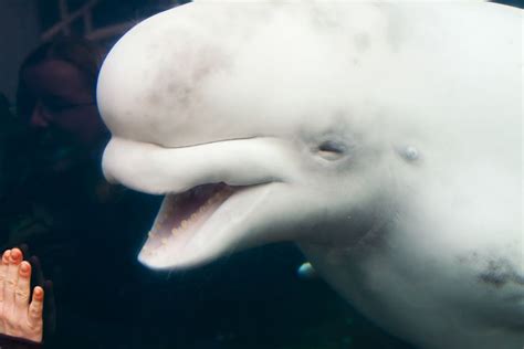 Beluga Whale Smiles At You Good Smile Beluga Whale Beluga