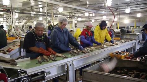 Sorting Fish At The Local Icicle Cannery Youtube