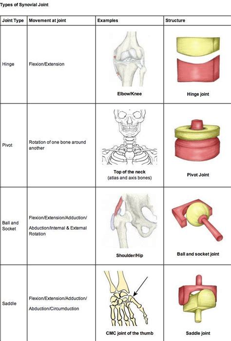 Multiaxial Joints Of The Body Passing Around Some Joint Knowledge