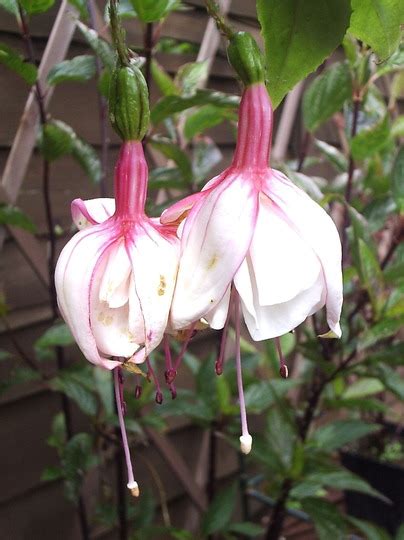 Trailing Fuchsia Pink Marshmallow Grows On You