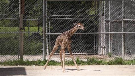 Zoo Miami Giraffe Birth Youtube