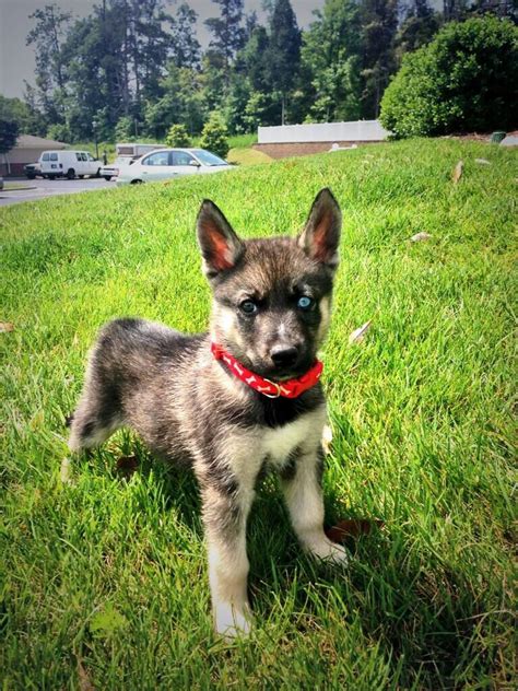 Siberian Husky German Shepherd Mix Puppies Pets Lovers