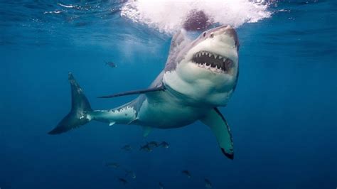 10 Types Of Sharks Responsible For Human Attacks