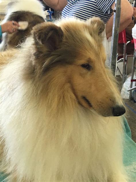 59+ Champion Border Collie Breeders Photo - Bleumoonproductions