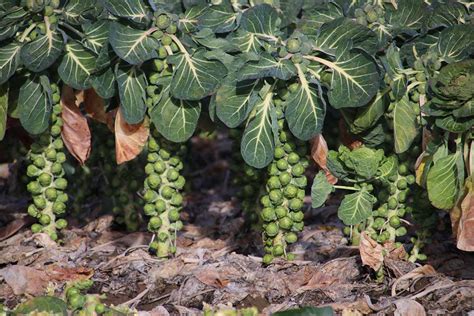 How To Prune Brussels Sprouts Gardeners Path