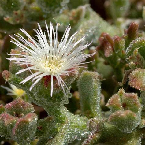 Ice Plant Seeds Mesembryanthemum Crystallinum €150
