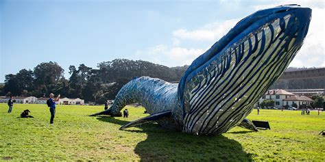 Monterey Bay Aquariums Blue Whale Art Installation Golden Gate