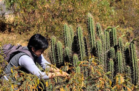 investigadores diseñan planes para proteger los cactus peruanos en peligro de extinción