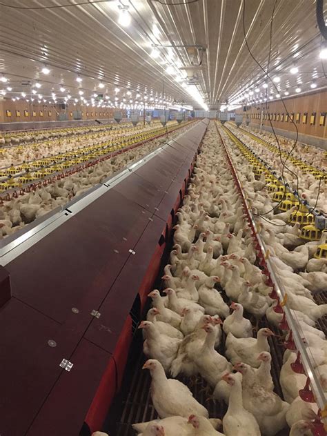 Barn Spotlight Bertens Broiler Breeder Farms Canadian Poultry