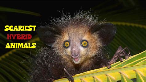 Scary Hybrid Animals That Actually Exist Most Scary And Unusual