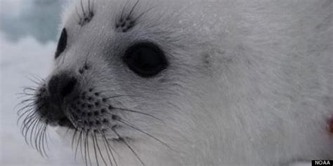Why Cant These Seals Go Home Huffpost