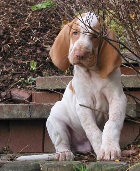 Bracco Italiano Dog Dog And Puppy Site Unique Dog Breeds Baby Dogs