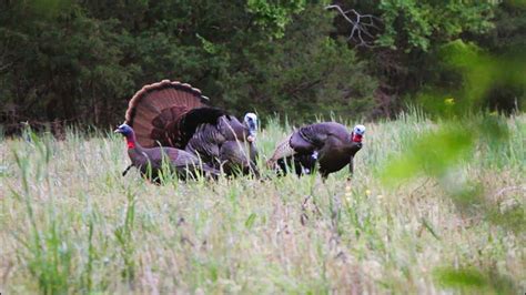Two Toms At Yards Tennessee Turkeys Youtube