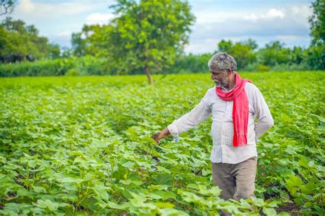 Indian Farmer At Cotton Field Stock Photo Image Of Harvest Natural