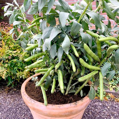 How To Grow Broad Beans Aka Fava Beans Plant Instructions