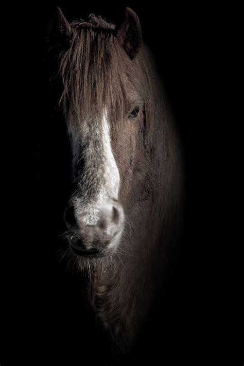 Horse Head Free Stock Photo Public Domain Pictures