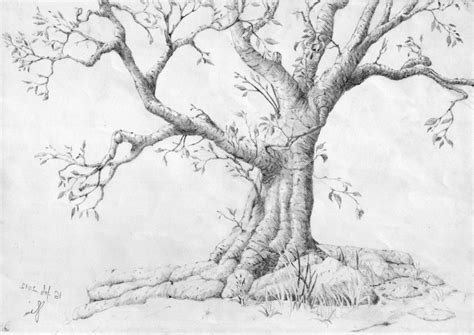 Thats why the tutorial is complete in step by step manner. Image Result For How To Draw Trees With Pencil Trees ...