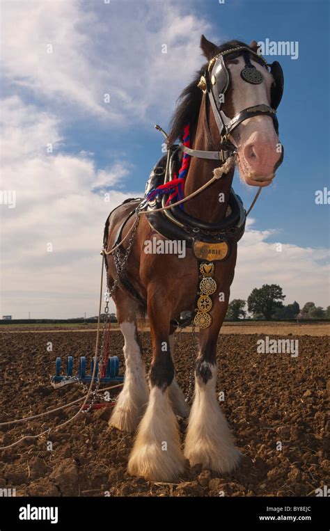 Shire Horse High Resolution Stock Photography And Images Alamy
