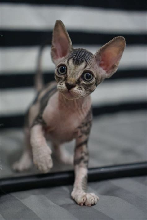 Sphynx Tabby