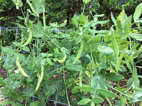 You Can Grow Sugar Snap Peas Pegplant