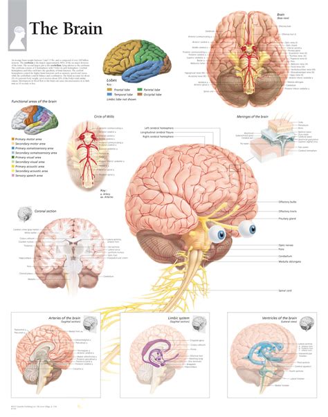 Printable Brain Anatomy Printable Word Searches