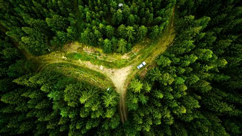 Green Pine Trees Drone Landscape Nature Aerial View Forest 4k