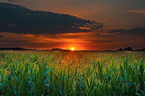 Corn Field Wallpapers Top Free Corn Field Backgrounds Wallpaperaccess