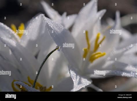 Botany Liliaceae Water Lily Hi Res Stock Photography And Images Alamy