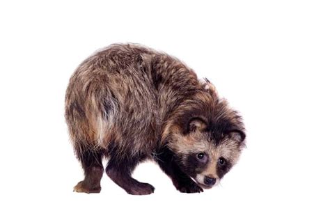 Raccoon Dog Animal Facts Nyctereutes Procyonoides Az Animals