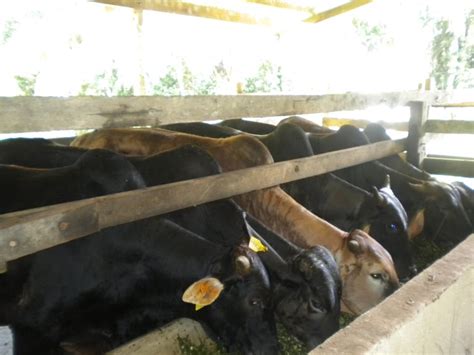 Berminat untuk dapatkan lembu ini? HERITAGE AGRO FARM / PENTERNAKAN LEMBU FIDLOT
