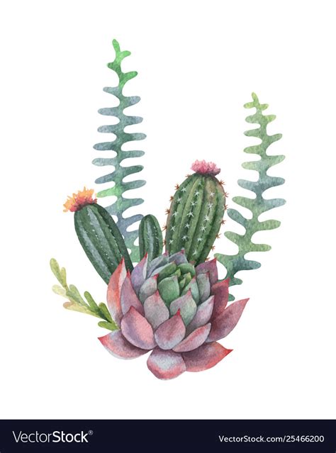 Watercolor Bouquet Cacti And Succulent Royalty Free Vector