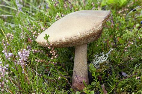 Birch Bolete Leccinum Scabrum Mushroom Stock Image C0025778