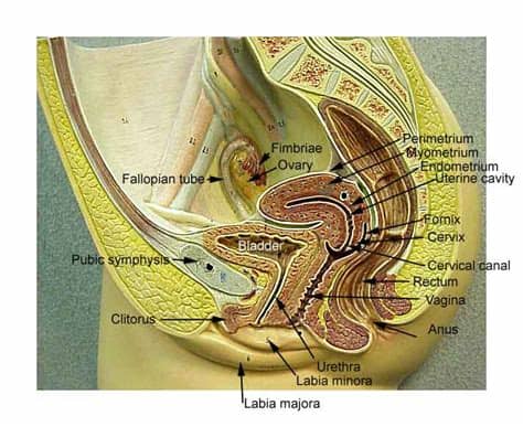 Human male anatomy, 3/4 figure muscular and skeletal systems, with internal muscle layers. Female Reproductive System
