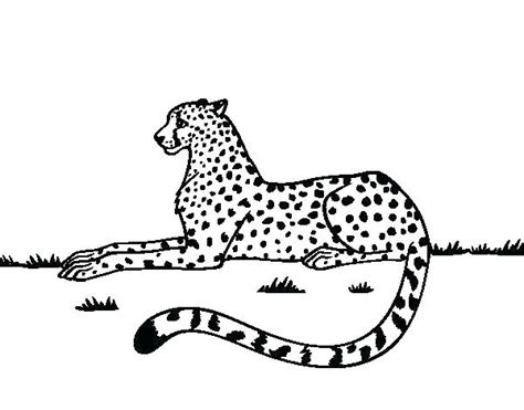 Cheetah Coloring Pages At Free Printable Colorings
