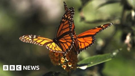 Rise In The Number Of Monarch Butterflies Migrating To Mexico Bbc News