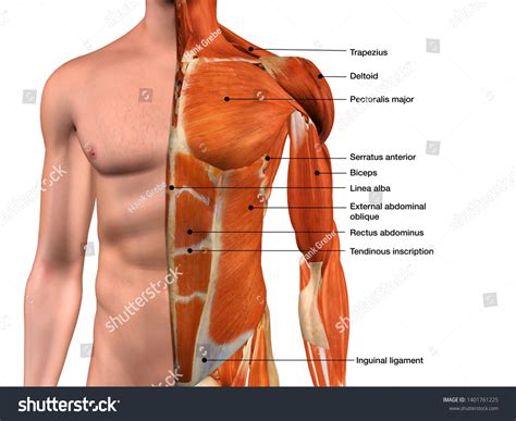 Male Torso Muscle Anatomy Labeled Cutaway 库存插图 1401761225 Shutterstock