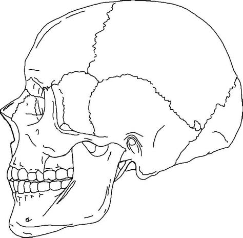 Skull Anatomy Coloring Pages Printable Coloring Pages