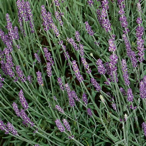 Best Lavender Plants For Sale Lavandula Angustifolia