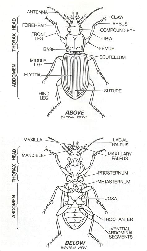 External Parts Of A Generalised Insect Natural History Natural World