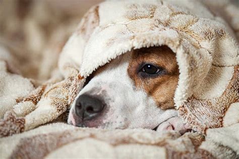 Heres How To Tell If Your Dog Has A Cold And What To Do About It