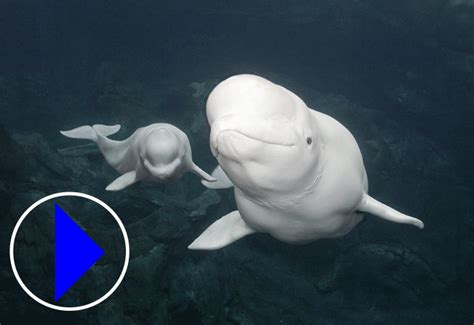 webcam beluga whales georgia aquarium
