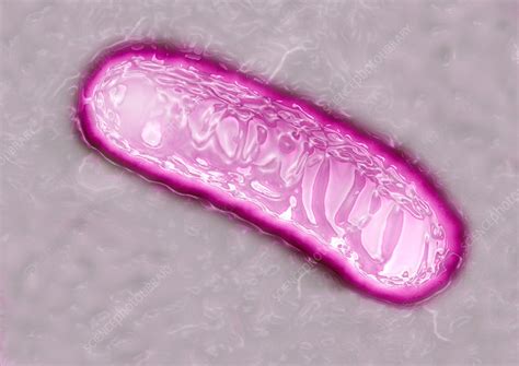 Pseudomonas Bacterium Tem Stock Image C0129948 Science Photo