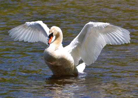 Mute Swans These Majestic Birds Are One Of The Heaviest Flying Birds