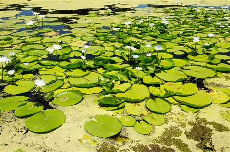 Water Lilies Growing On Marshland Stock Image C0300935 Science