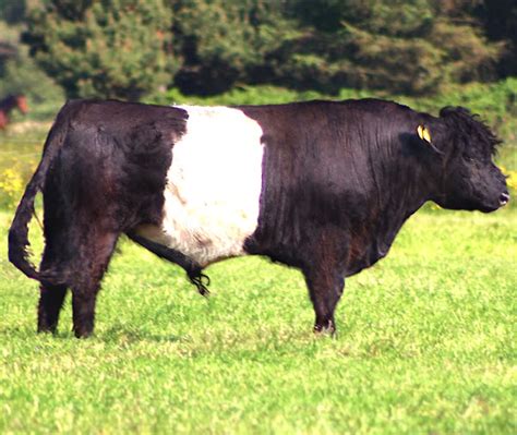 Belted Galloway Cattle Characteristics Origin Uses