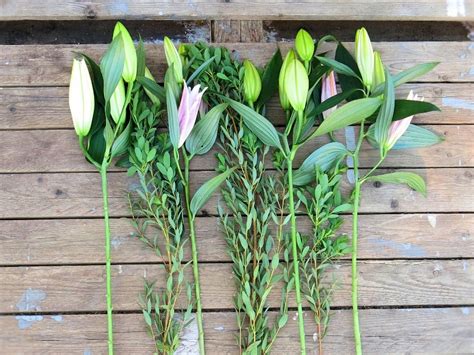 Collection Lily Stems From £10 Buy Online Or Call 01325 467154