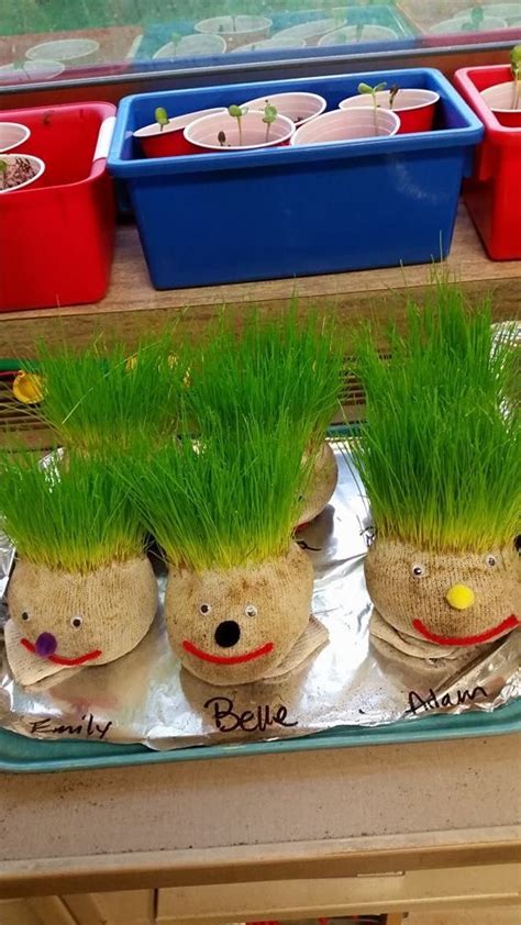 Learn the best time to plant vegetables, fruit and herbs in your garden. Pet heads! Just a sock, grass seed and soil! | Plants unit ...